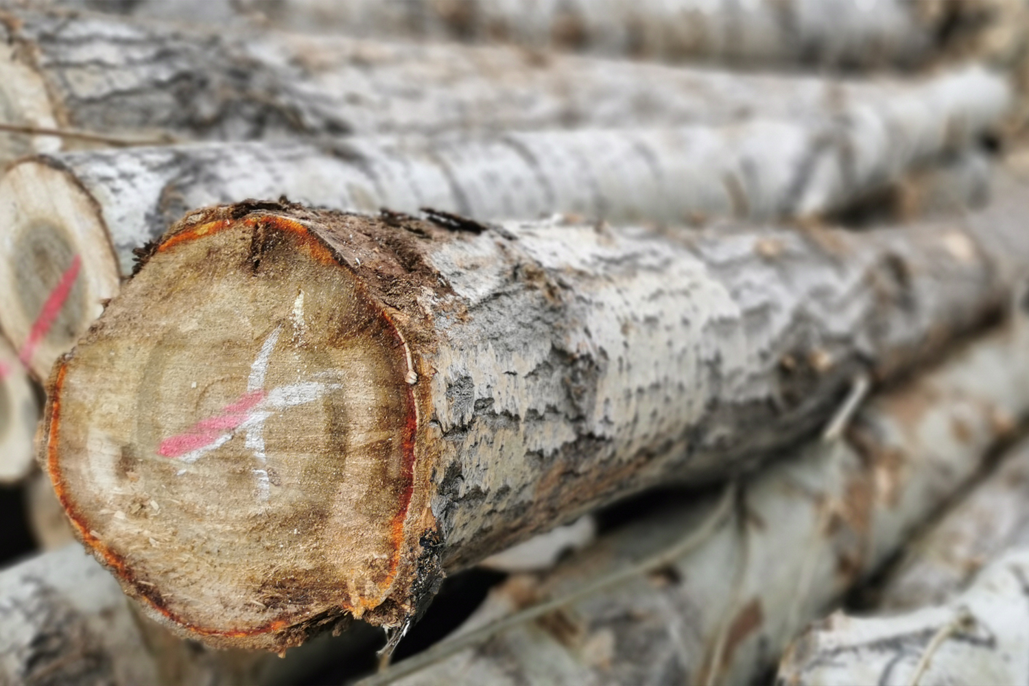 Plywood logs storage